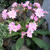 Lewisia cotyledon