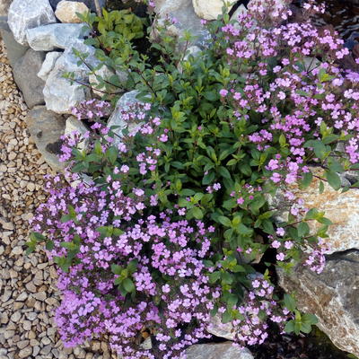 Saponaria 'Bressingham'