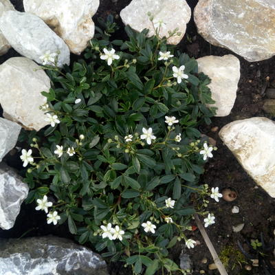 Potentilla tridentata 'Nuuk' - Potentilla tridentata 'Nuuk'