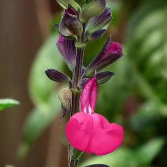 Salvia x jamensis 'Maraschino'