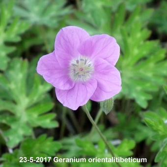 Geranium orientalitibeticum