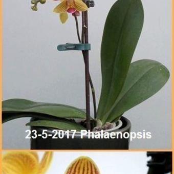 Phalaenopsis