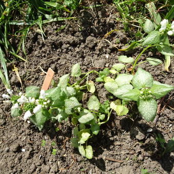 Lamium maculatum  'Album'