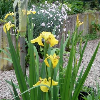 Iris pseudacorus