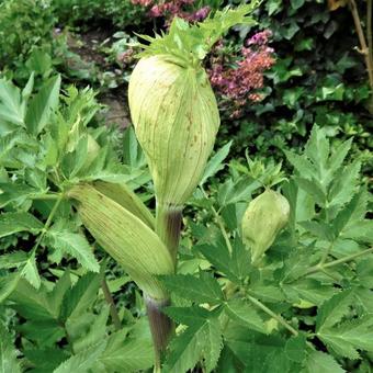 Angelica archangelica