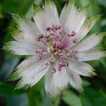 Astrantia major - Große Sterndolde