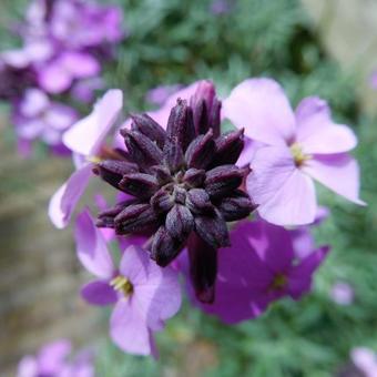 Erysimum 'Bowles Mauve'