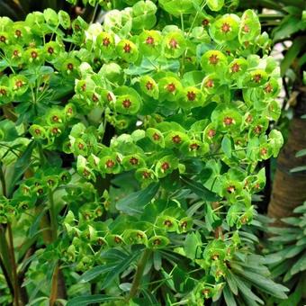 Euphorbia 'Blackbird'