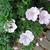 Geranium sanguineum var. striatum