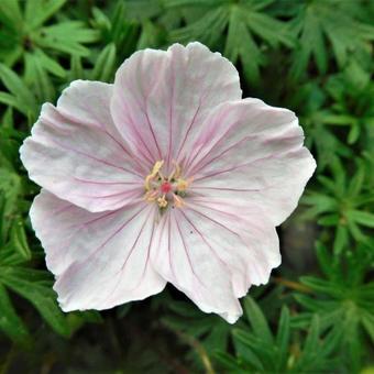 Geranium sanguineum var. striatum