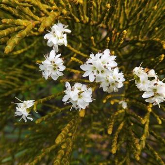 Hebe ochracea ‘James Stirling’