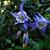 Aquilegia vulgaris