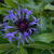 Centaurea montana 'Coerulea'