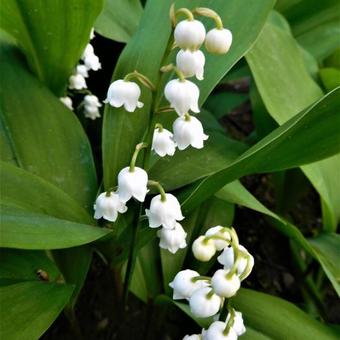 Convallaria majalis