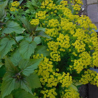 Euphorbia cyparissias   'Clarice Howard'