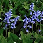 Hyacinthoides hispanica - Spanisches Hasenglöckchen