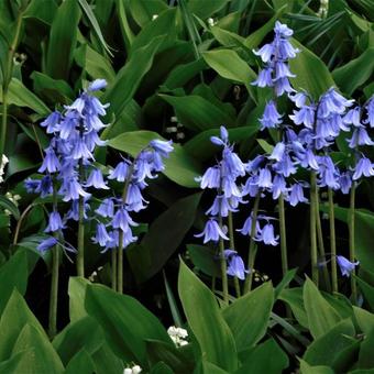 Hyacinthoides hispanica