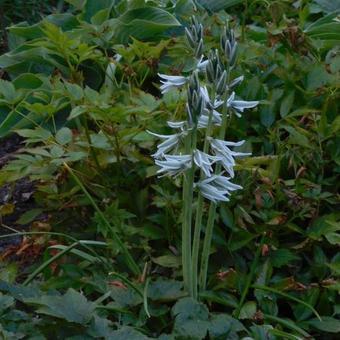 Ornithogalum nutans