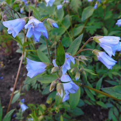 Polemonium reptans 'Blue Pearl' - Polemonium reptans 'Blue Pearl'