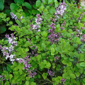 Syringa meyeri 'Palibin'