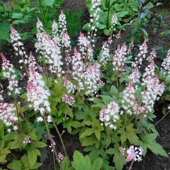 Tiarella cordifolia 'Oakleaf'