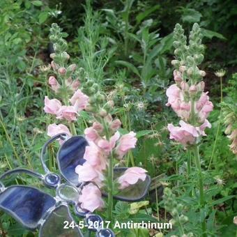 Antirrhinum