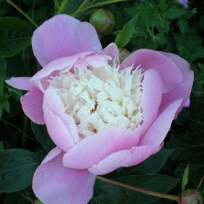 Paeonia lactiflora 'Bowl of Beauty' - Paeonia lactiflora 'Bowl of Beauty'