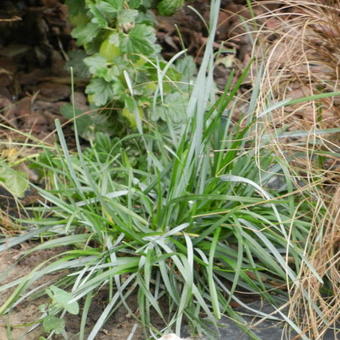 Sesleria autumnalis