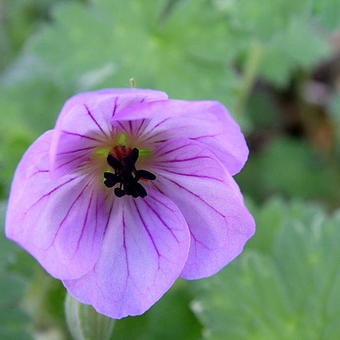 Geranium 'Joy'