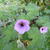 Geranium 'Joy'