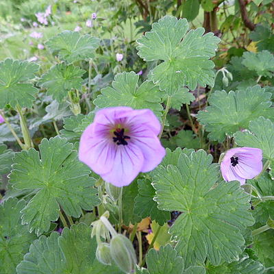 Geranium 'Joy'