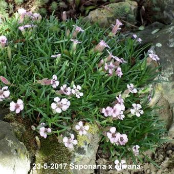 Saponaria x olivana