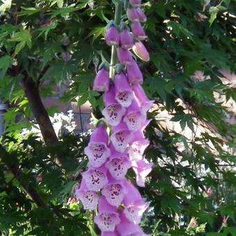 Digitalis purpurea