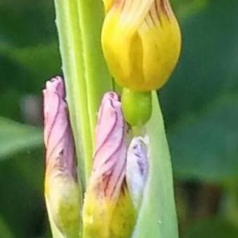 Sisyrinchium striatum