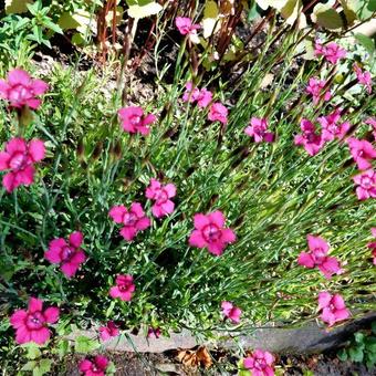 Dianthus deltoides 'Flashing Light'