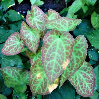 FLEUR DES ELFES , CHAPEAU D'ÉVÊQUE - Epimedium x versicolor 'Sulphureum'