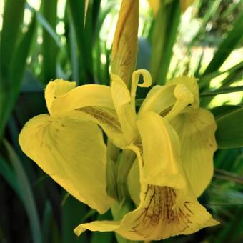 Iris pseudacorus