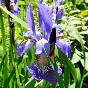 Iris sibirica