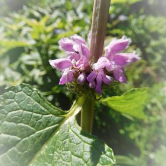 Phlomis tuberosa 'Amazone'