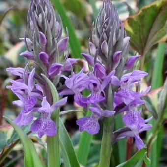 Dactylorhiza fuchsii x praetermissa