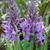 Dactylorhiza fuchsii x praetermissa