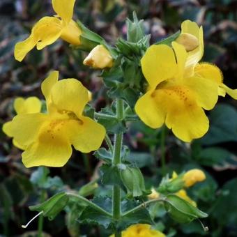 Mimulus luteus