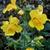 Mimulus luteus