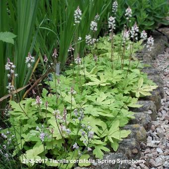 Tiarella cordifolia 'Spring Symphony'