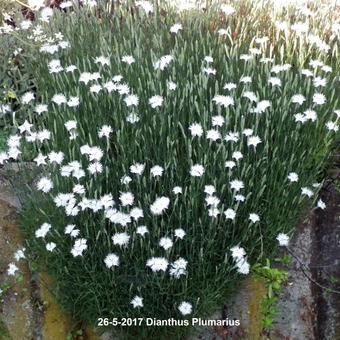 Dianthus plumarius