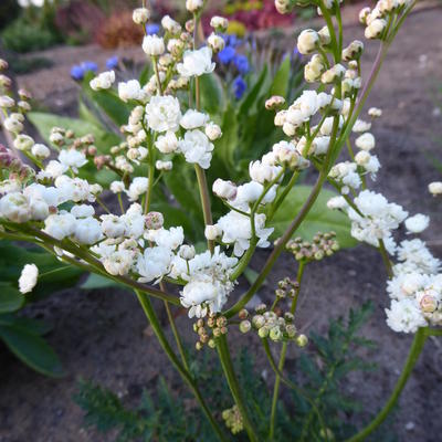 Filipendula vulgaris 'Plena'