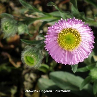 Erigeron 'Four Winds'