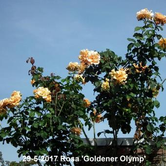 Rosa 'Goldener Olymp'