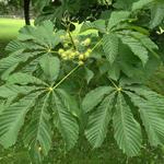 Aesculus hippocastanum - 