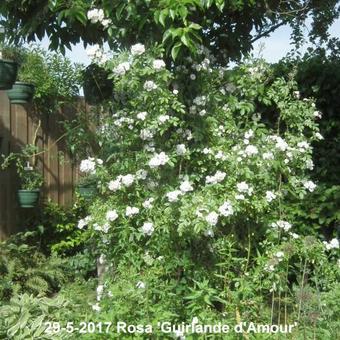 Rosa 'Guirlande d'Amour'